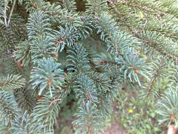 Un Abete grande con strobili piccoli - Tsuga sp.